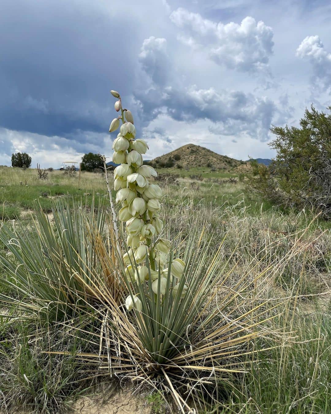 Yucca%20glauca.jpg