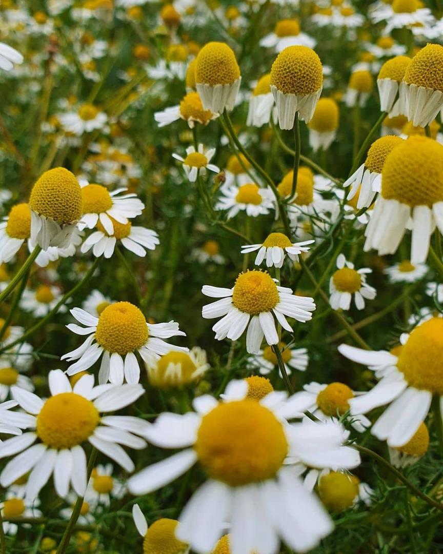 Chamomile Extract