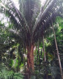 Babassu Palm