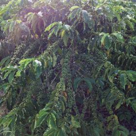 Green Coffee Tree