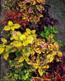 Coleus Forskohlii