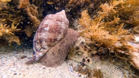 Sea snail