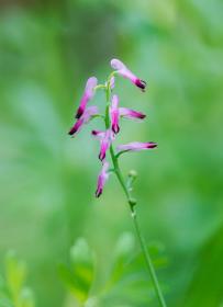 Fumaria Officinalis