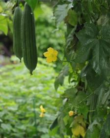 Egyptian cucumber; Vietnamese luffa