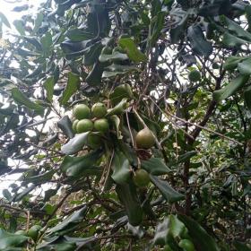 Macadamia Ternifolia fruit
