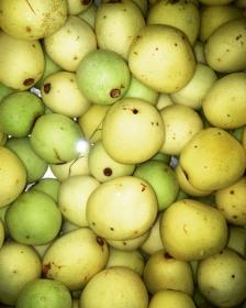 Sclerocarya Birrea Fruit