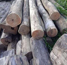 Balsam Peru wood