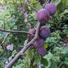 common prune