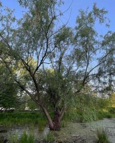 Salix Nigra