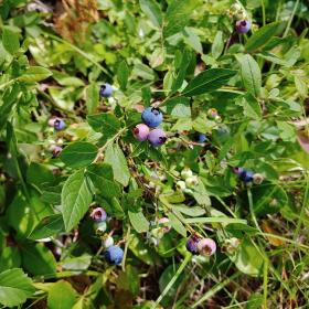 Vaccinium Angustifolium