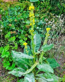 Great or Common Mullein