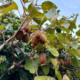 Actinidia Chinensis