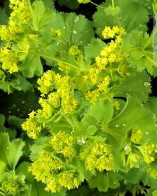 Lady's Mantle