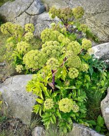 Angelica Archangelica