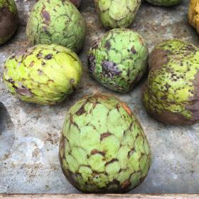 Cherimoya