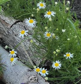 Roman Chamomile