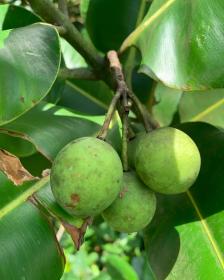 Calophyllum Inophyllum