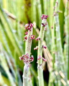 Candelilla