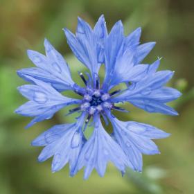 Cornflower