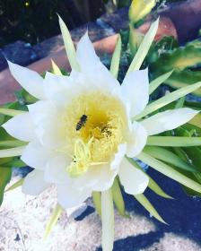 Cereus Grandiflorus