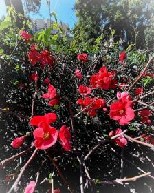 Japanese Quince