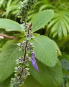 Coleus Barbatus