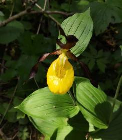 Lady's Slipper