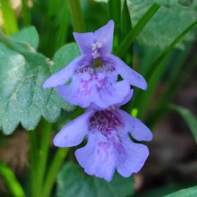 Ground ivy