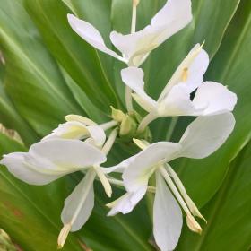 Hawaiian white ginger