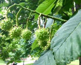 Seeds of horse chestnut