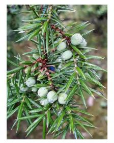 Juniper Berry