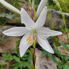 White Lily