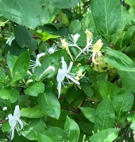 Honeysuckle