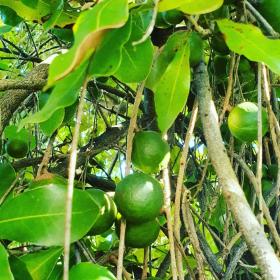 Macadamia tree and fruits