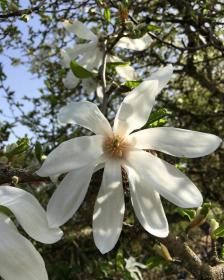 Magnolia officialis flower