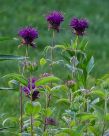 Bee balm