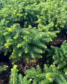 Norway Spruce