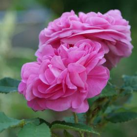 Rosa centifolia for skin