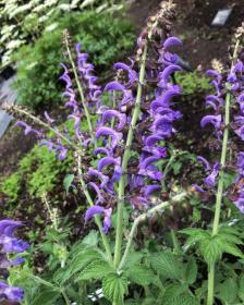 Chinese Red Root Salvia