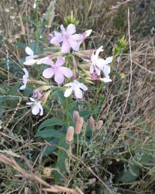 Soapwort