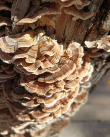 Trametes versicolor