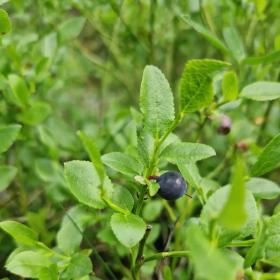 Bilberry