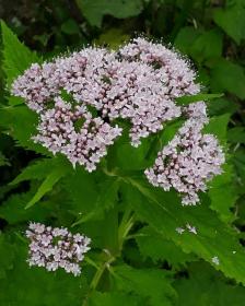 Valerian