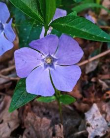 Lesser Periwinkle