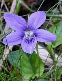 Sweet Violet