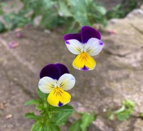 Pansy