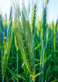 Triticum aestivum - Common wheat