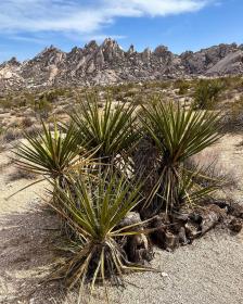 Yucca