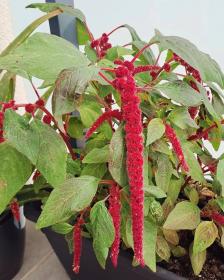 Amaranthus caudatus