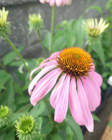 Coneflower